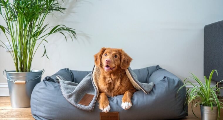 Best Dog Toys And Accessories in 2025